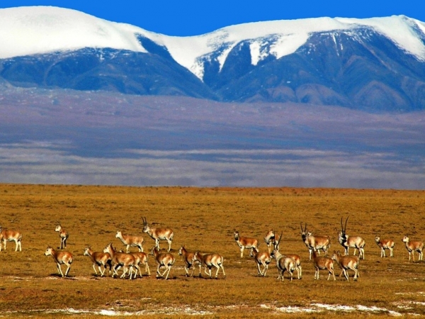 Network analysis con ArcGIS per riscoprire una diramazione della via della Seta attraverso il Tibet
